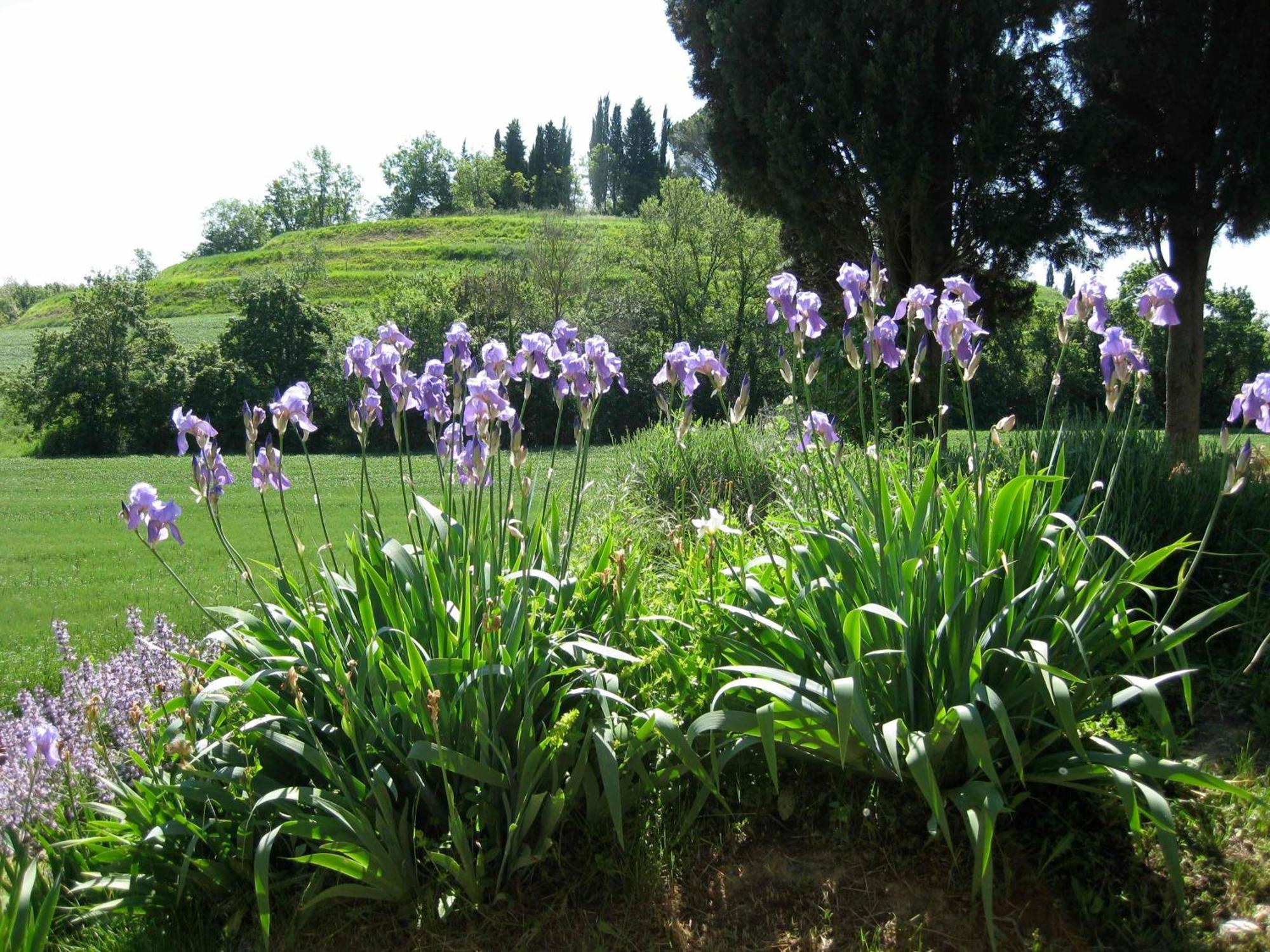 Agriturismo Il Caio Cetona Buitenkant foto