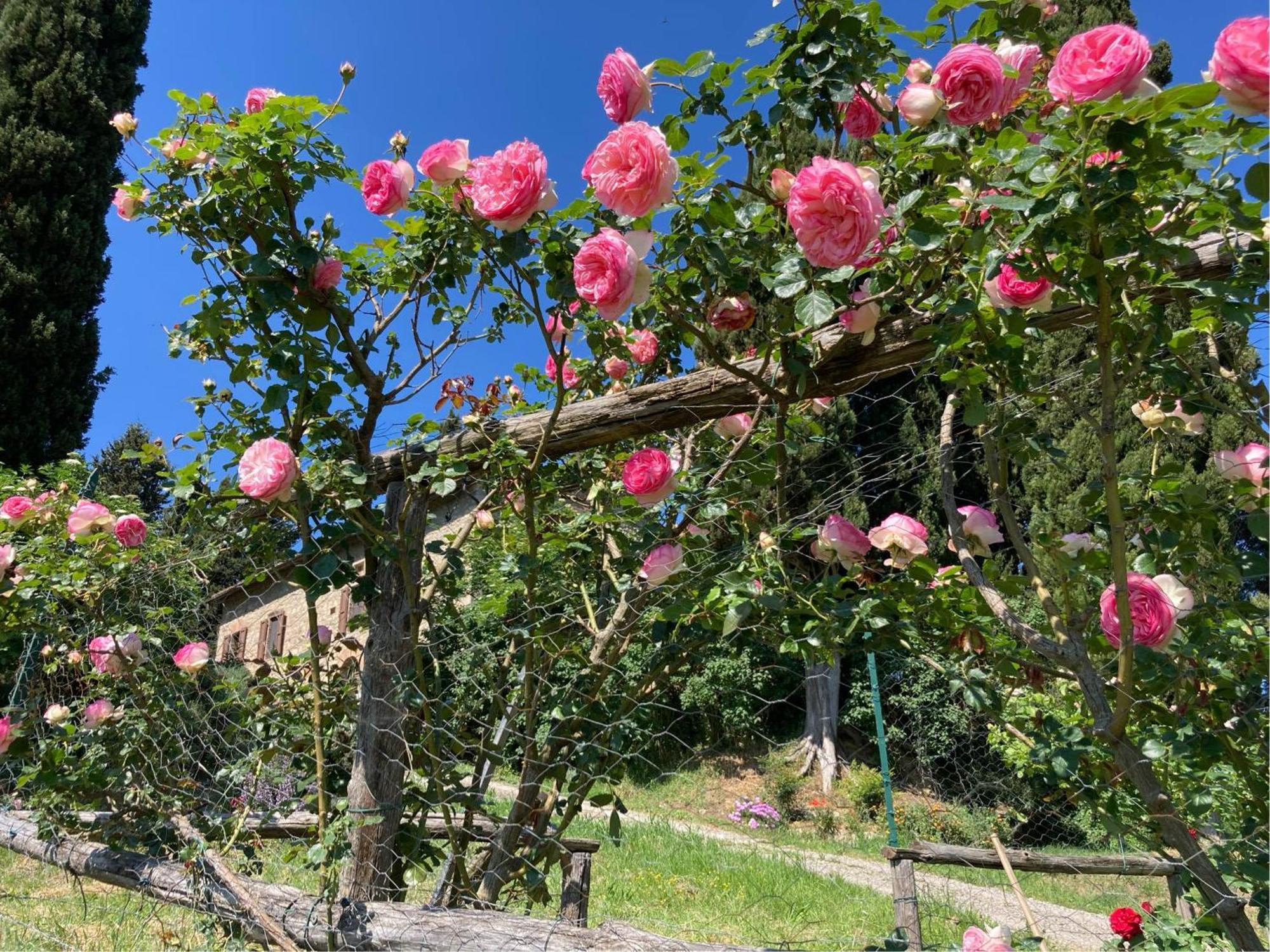 Agriturismo Il Caio Cetona Buitenkant foto