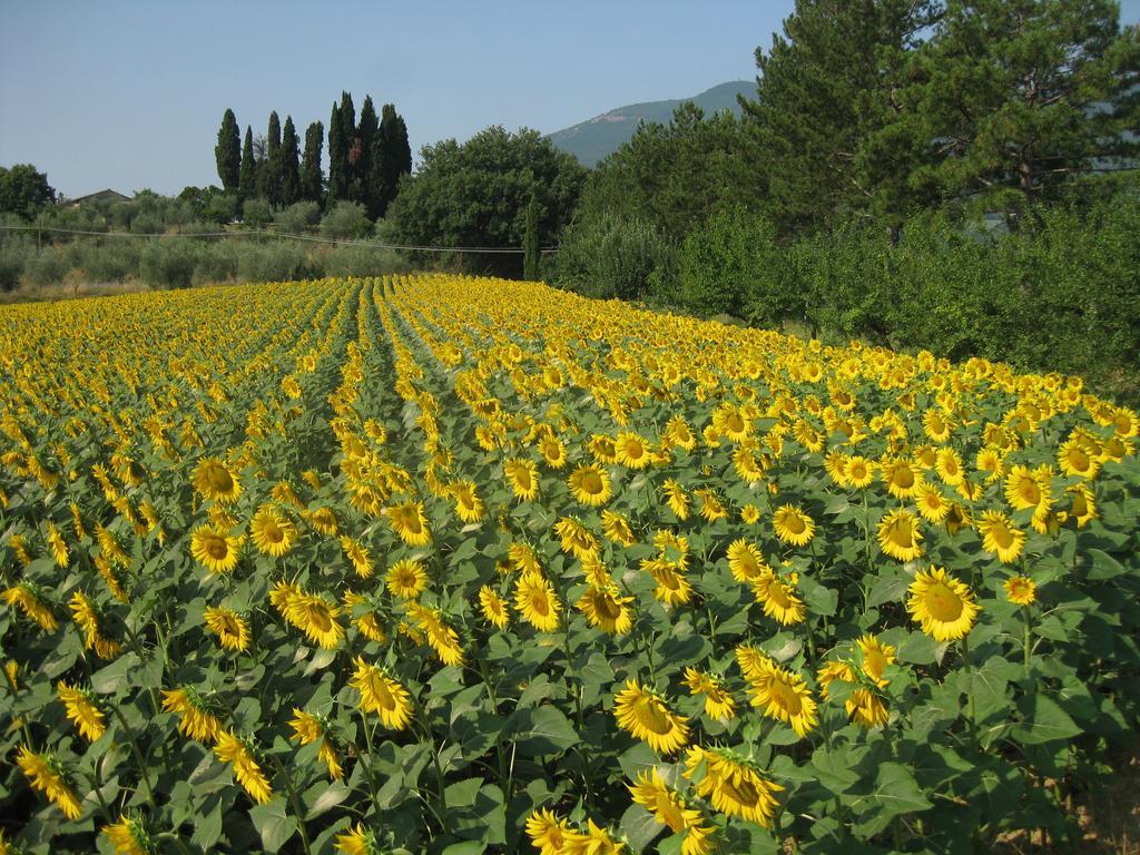 Agriturismo Il Caio Cetona Buitenkant foto